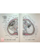 經穴斷面解剖圖解(腹盆部)